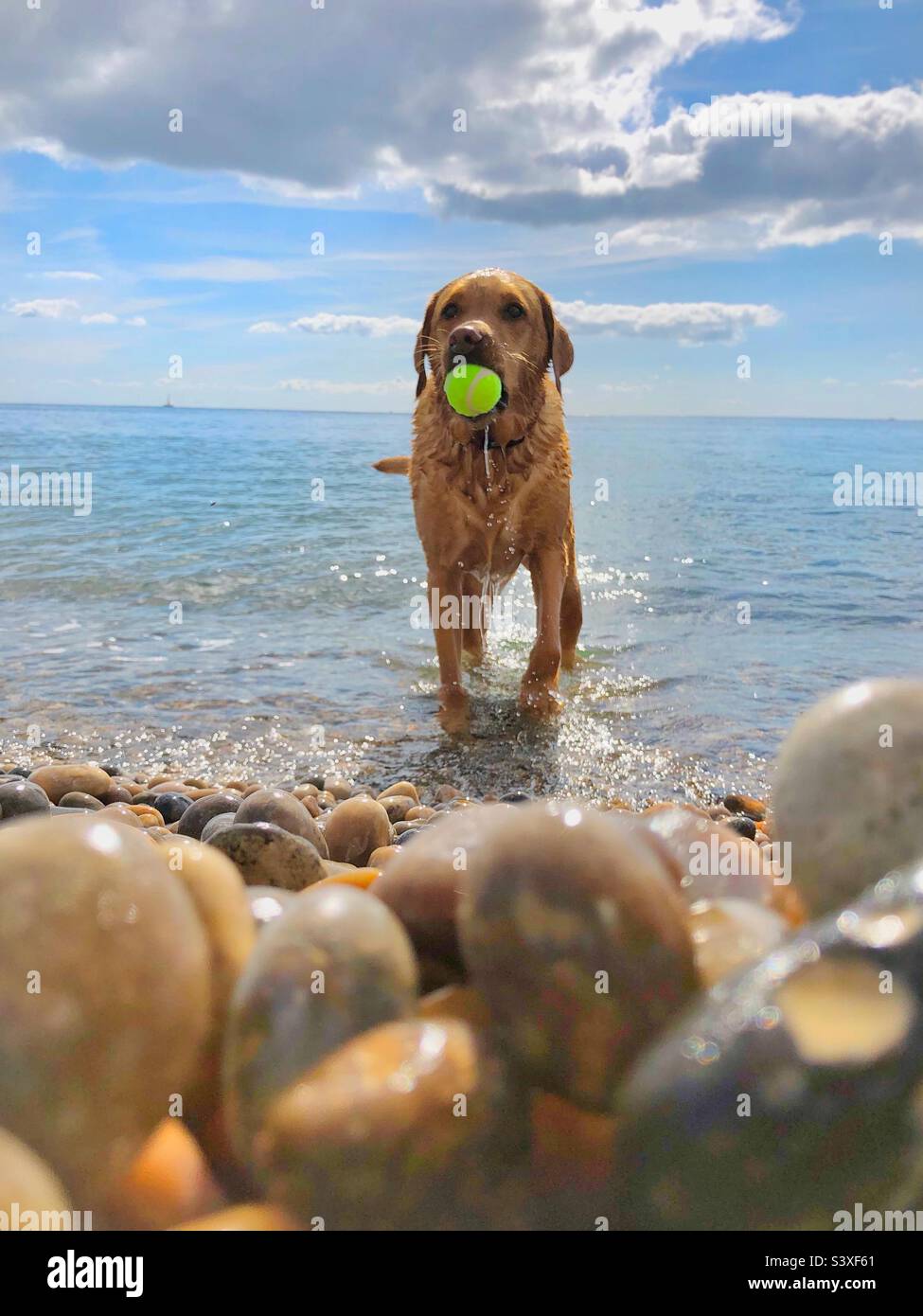 Funny pet image of a pet Labrador retriever dog standing in the ocean and playing fetch with a ball on a pebble beach on summer vacation with copy space - Smartphone Captured Stock Image