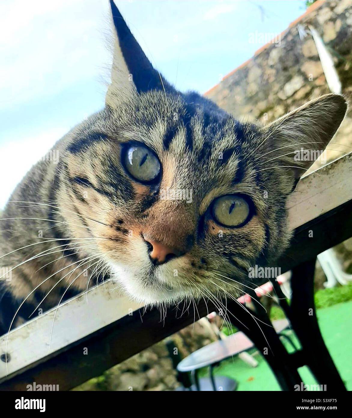 Tabby cat - Smartphone Captured Stock Image