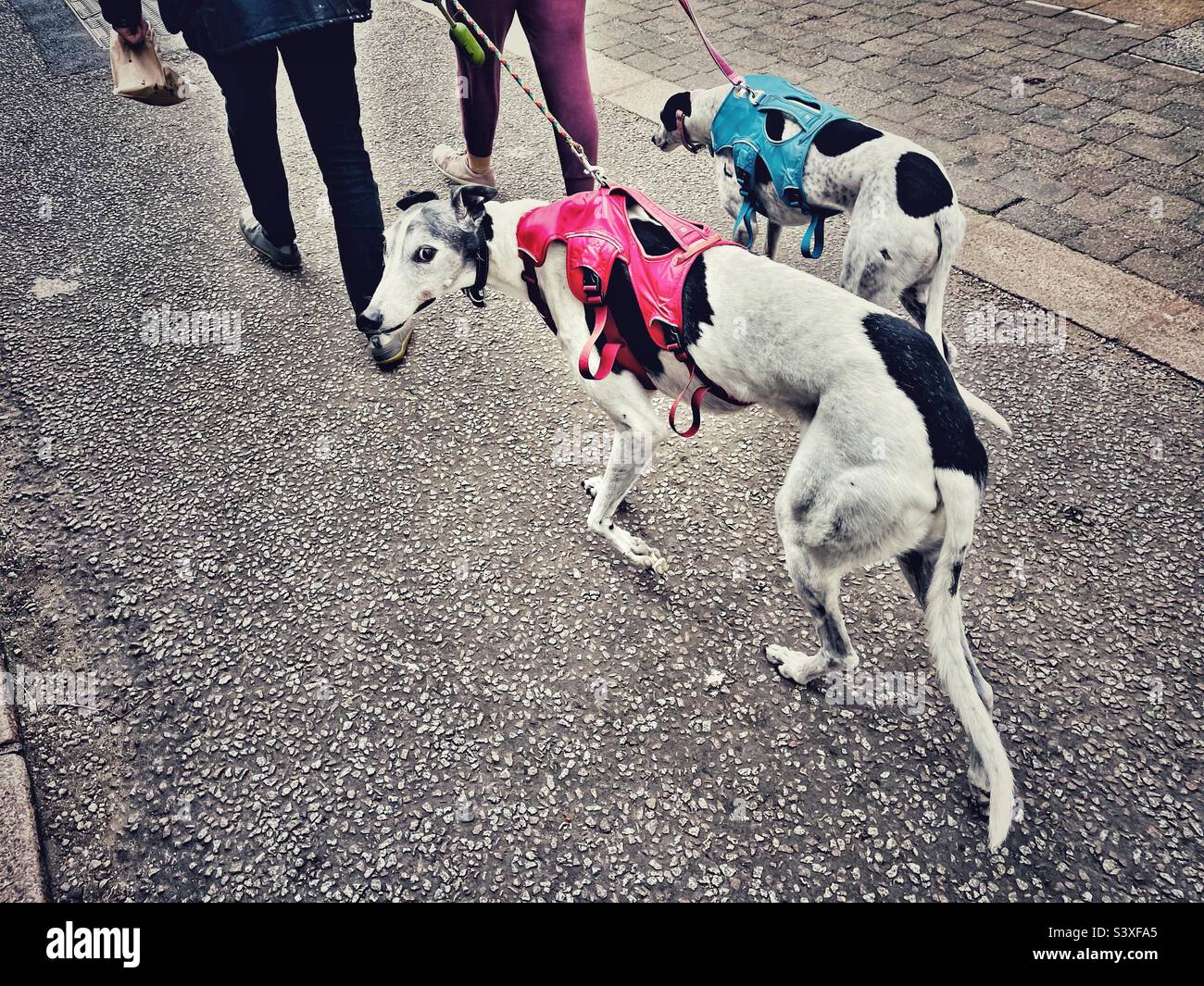 Greyhounds on a walk through town - Smartphone Captured Stock Image