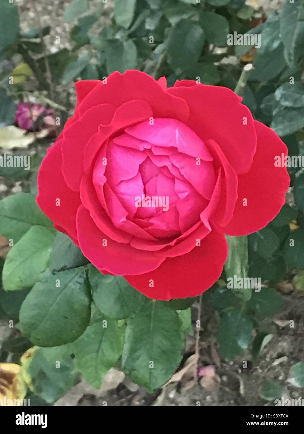Smell the roses Stock Photo Alamy