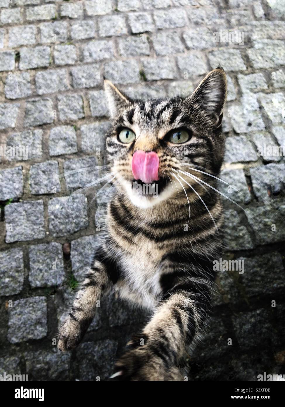 A close up of a hungry stray cat licking its lips and begging on hind legs for food with copy space - Smartphone Captured Stock Image
