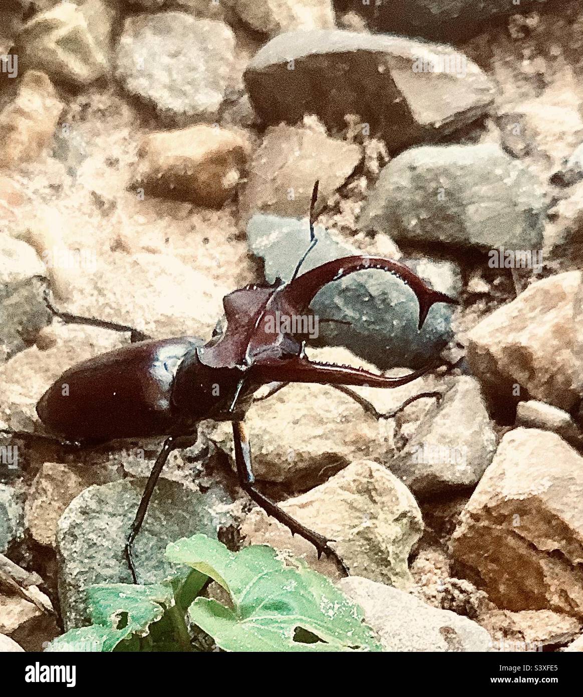 Giant American Elephant Stag Beetle in Macro Stock Photo