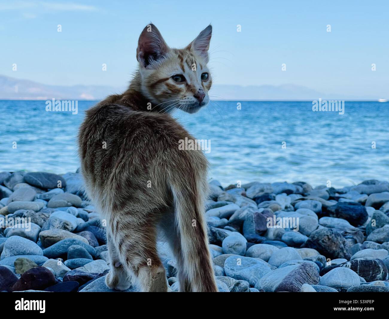 Little orange kitten Stock Photo - Alamy