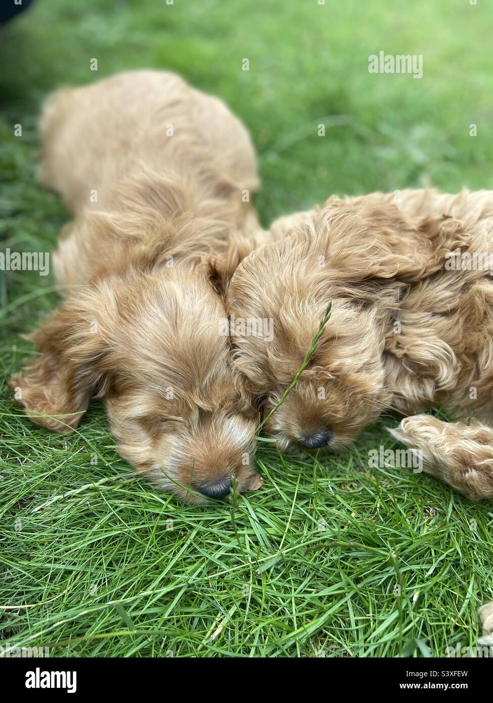 Cockapoo Puppies Sleeping Stock Photo Alamy