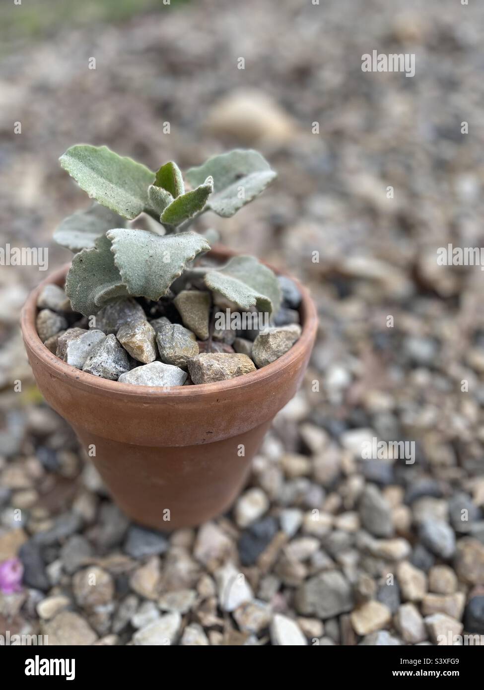 Kalanchoe beharensis Fang Felt Stalactite Succulent Plant in Terra