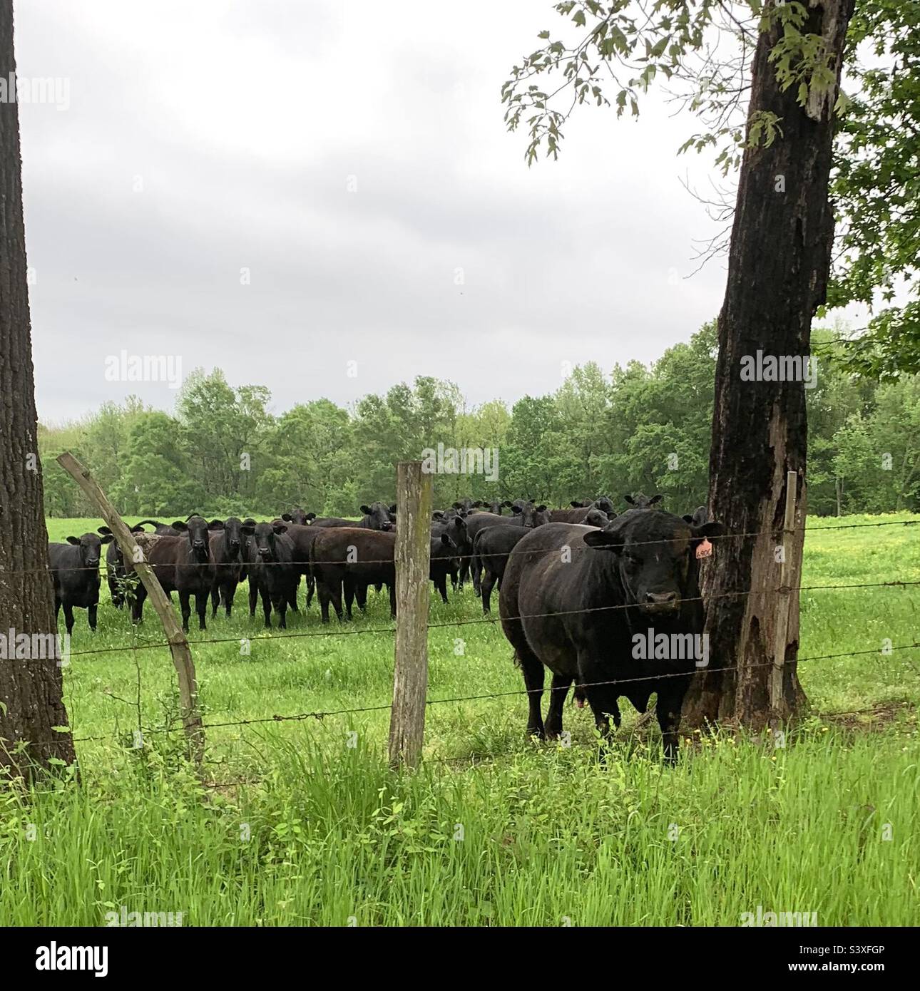 Angus Bull & heifers in pasture Stock Photo