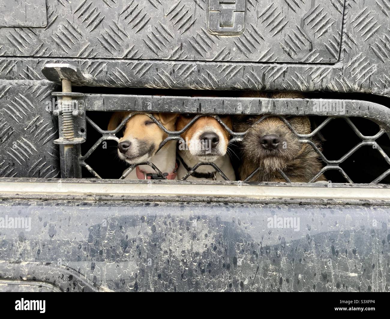 Three small dogs in the back of a farm truck Stock Photo