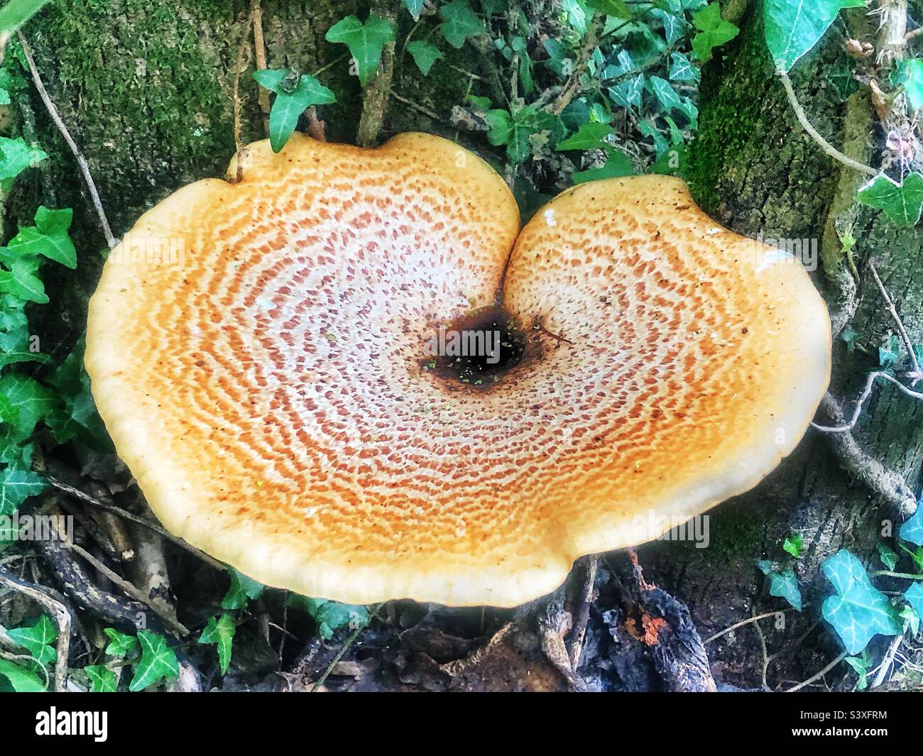 Large bracket fungus in Winchester woodland United Kingdom - Smartphone Captured Stock Image