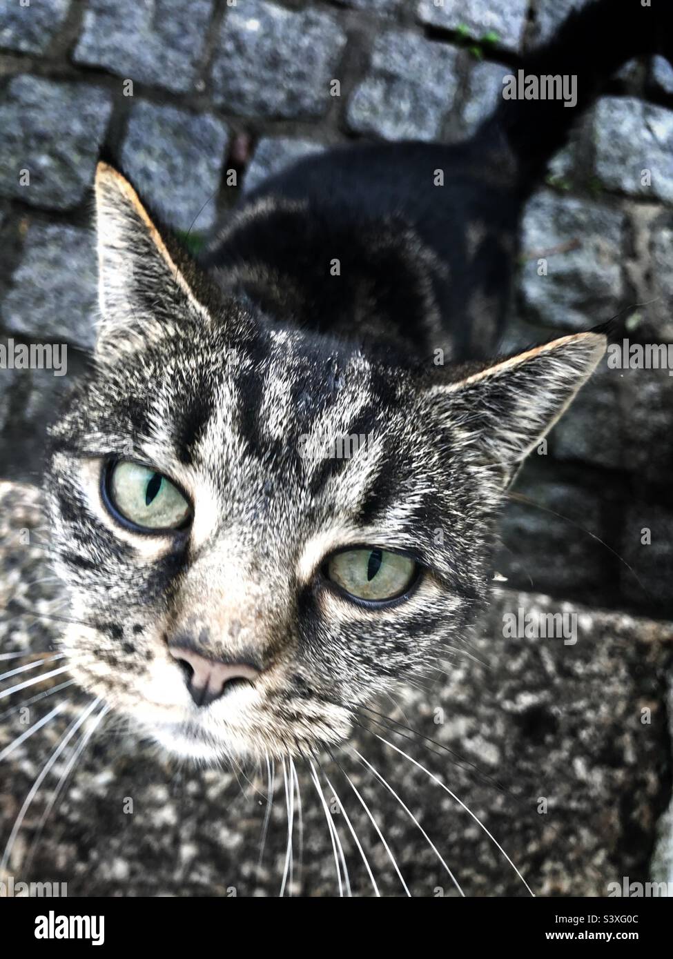 Full frame Funny cat image above a tabby cat looking straight up at the camera - Smartphone Captured Stock Image