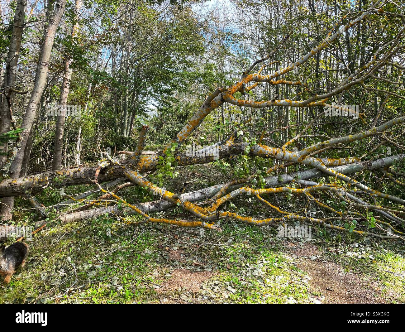 Trees down on the Confederation Trail knocked down when Hurricane Fiona swept through Prince Edward Island, Canada. - Smartphone Captured Stock Image