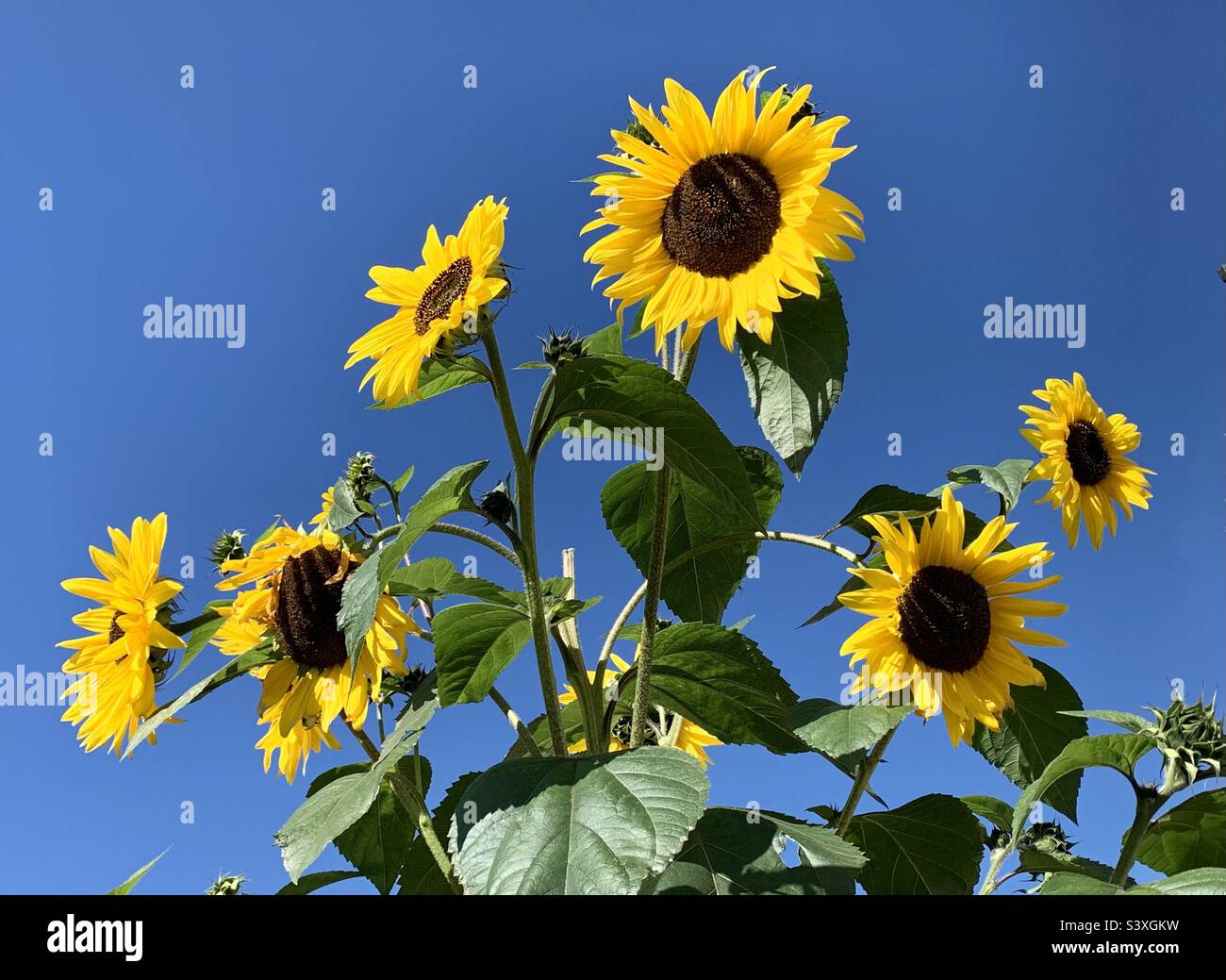 Pretty yellow sunflowers against blue sky - Smartphone Captured Stock Image