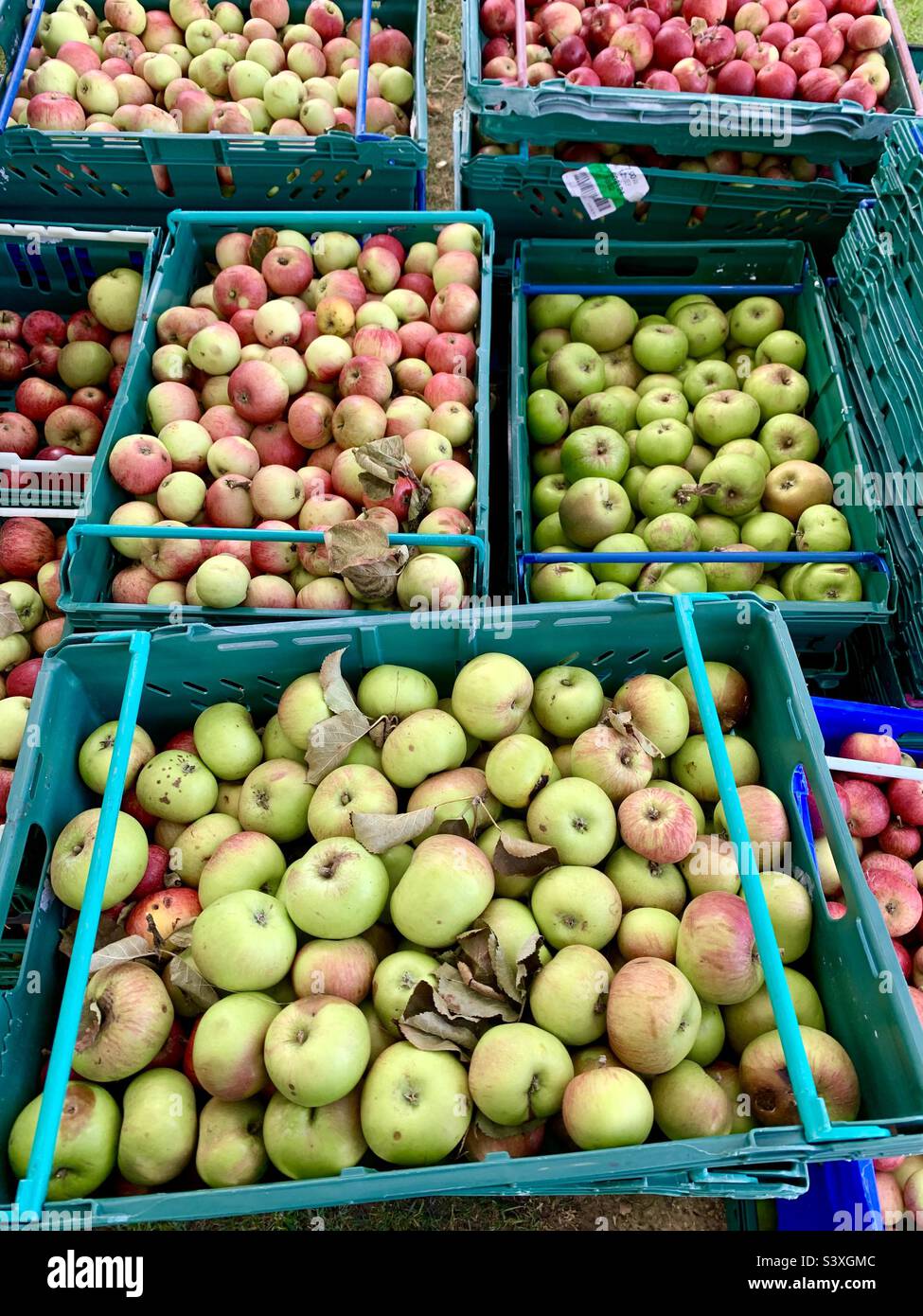 Crates of apples Stock Photo Alamy