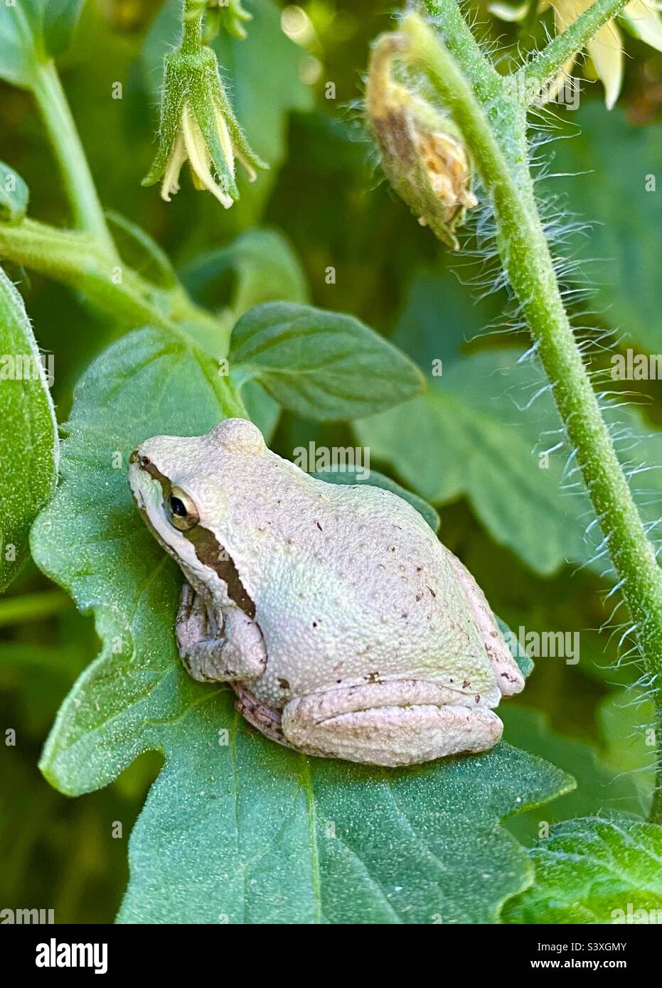 Frog on tomato plant Stock Photo Alamy