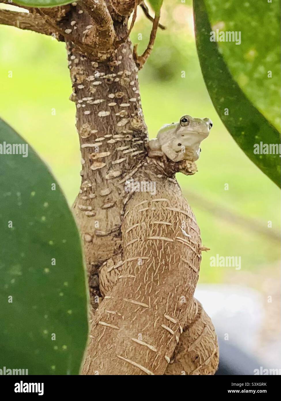 Tiny Baby Tree Frog on Bonsai Tree Stock Photo Alamy
