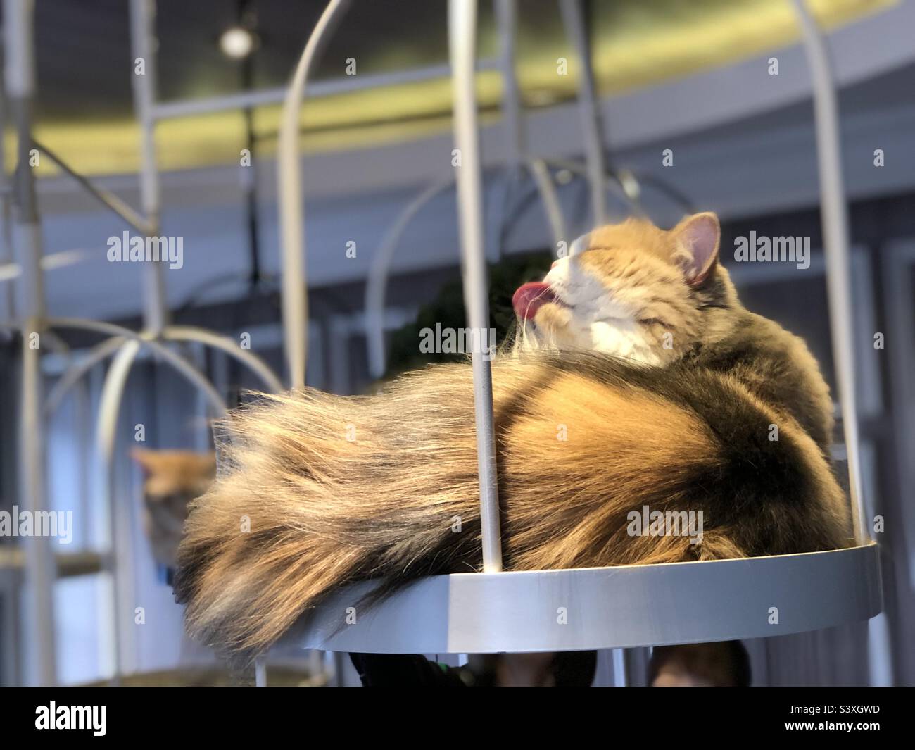 A cat from Cat cafe Tokyo, Japan Stock Photo Alamy