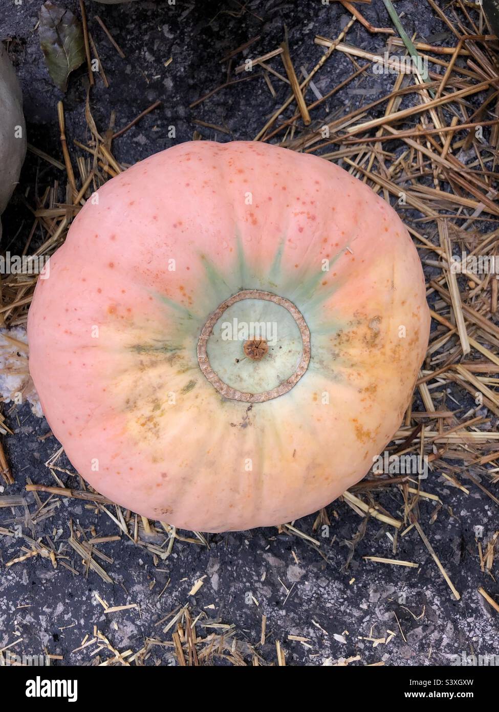 A pastel coloured gourd. - Smartphone Captured Stock Image