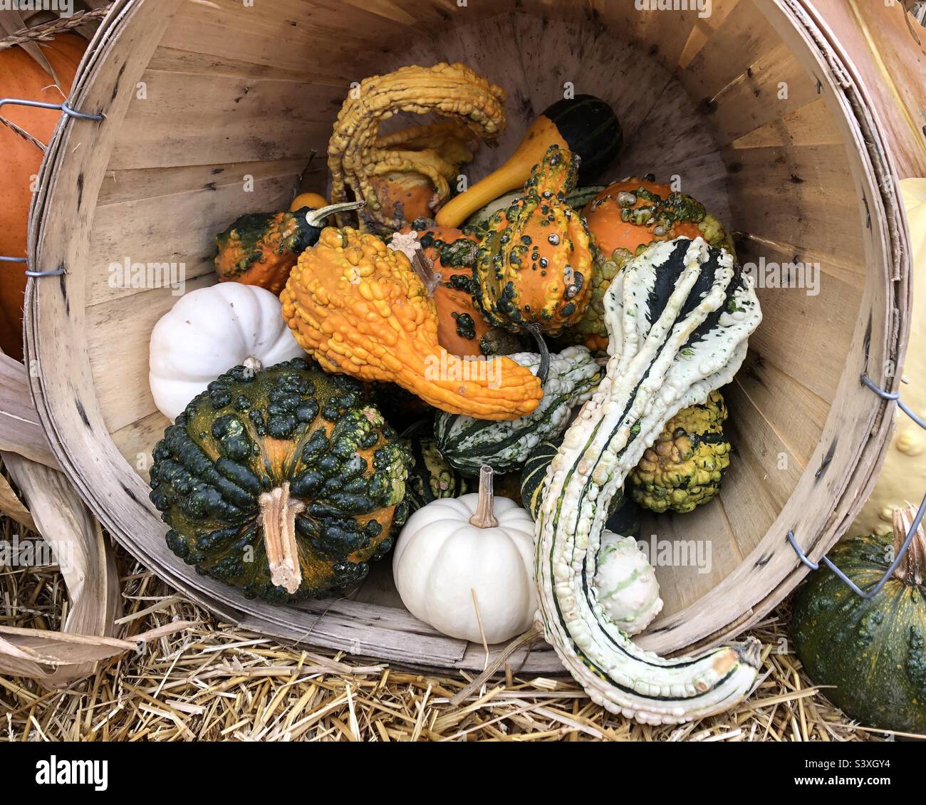 Colourful gourds displayed in a straw bucket. - Smartphone Captured Stock Image