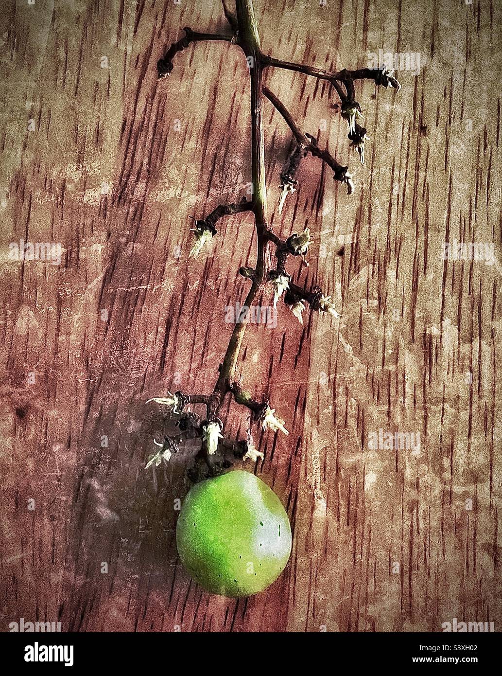 A single fresh green grape clings to the end of the grape stem and is placed upon a wooden kitchen table. Lighting and grunge effects applied using the IOS app Snapseed. - Smartphone Captured Stock Image