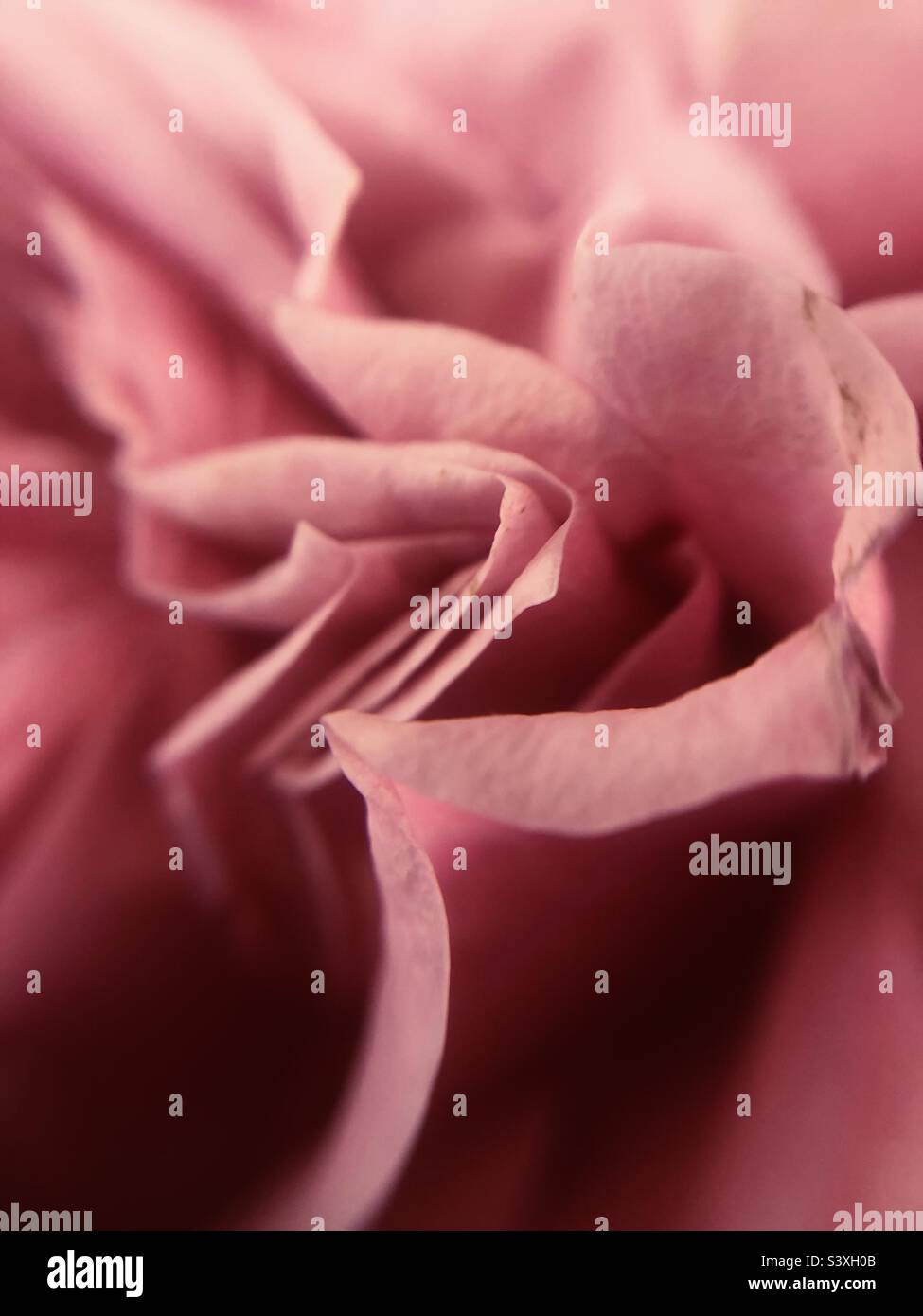 Close up of a rose - Smartphone Captured Stock Image