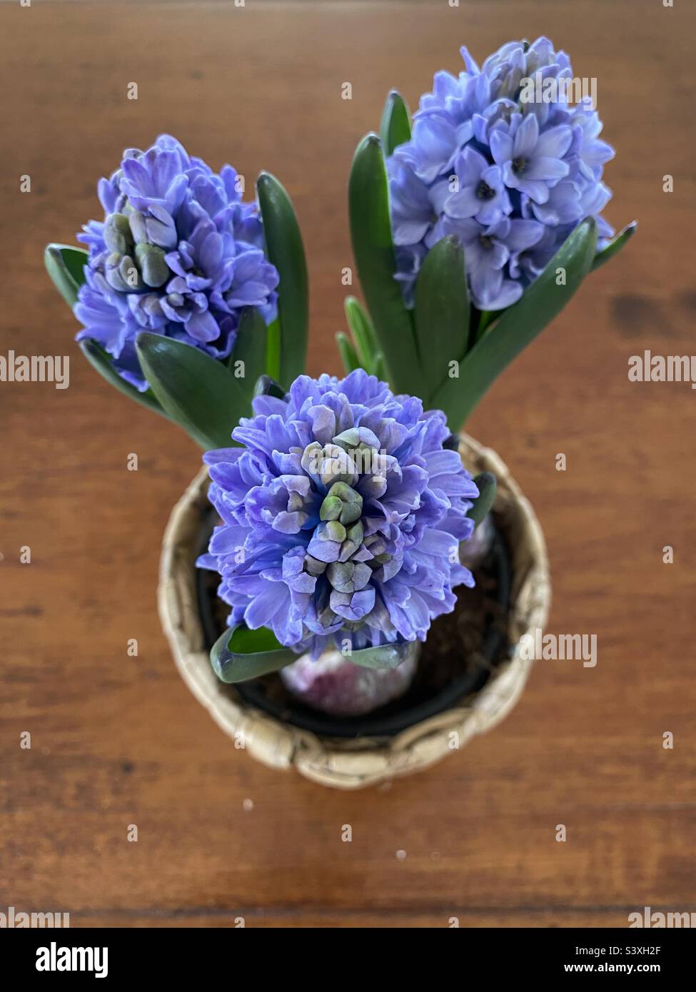 Top view of common hyacinth plant - Smartphone Captured Stock Image