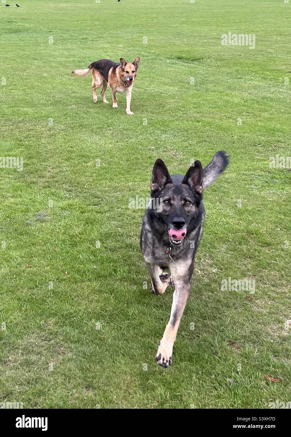 German shepherd and dog ball Stock Photo - Alamy