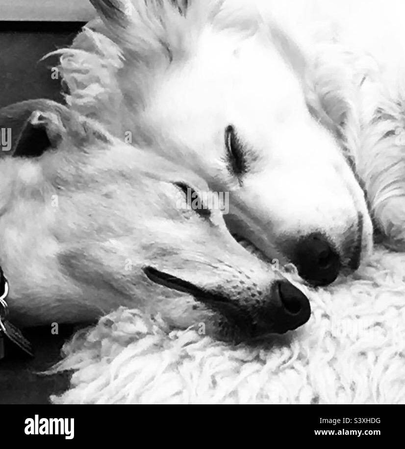 Dogs sleeping cuddling Stock Photo Alamy