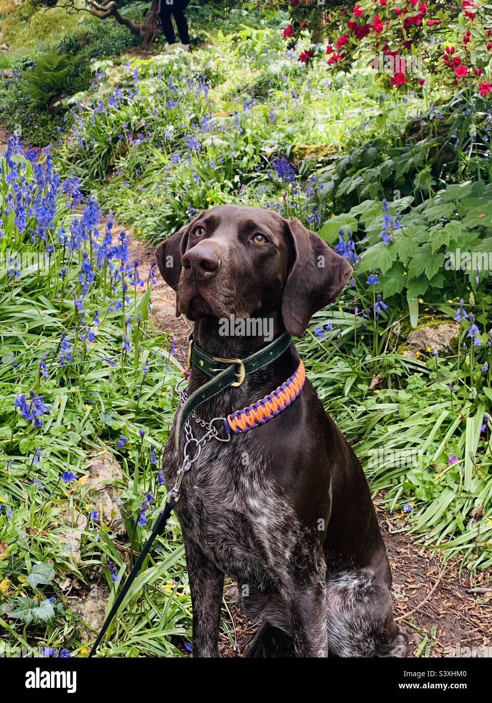 german-shorthaired-pointer-stock-photo-alamy