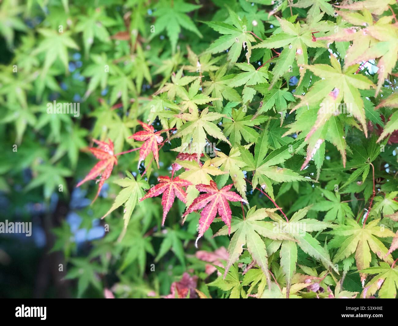 Japanese maple leaves hi-res stock photography and images - Alamy