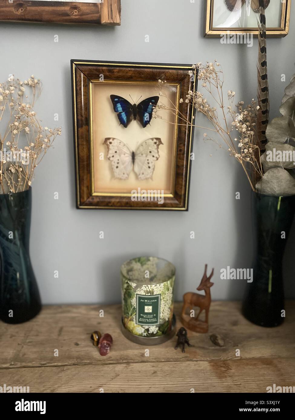 Butterfly home interior Stock Photo Alamy