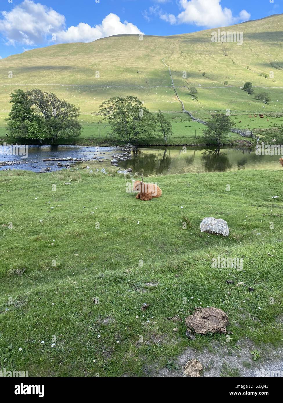 scottish-highland-cow-stock-photo-alamy