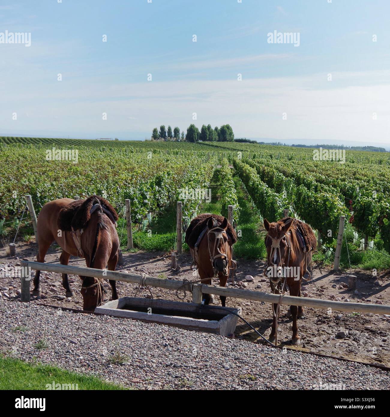 Horses in the vineyard at Casa de Uco, Mendoza, Argentina Stock Photo