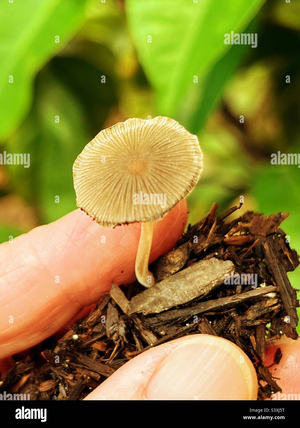 Parasol mushroom - Smartphone Captured Stock Image