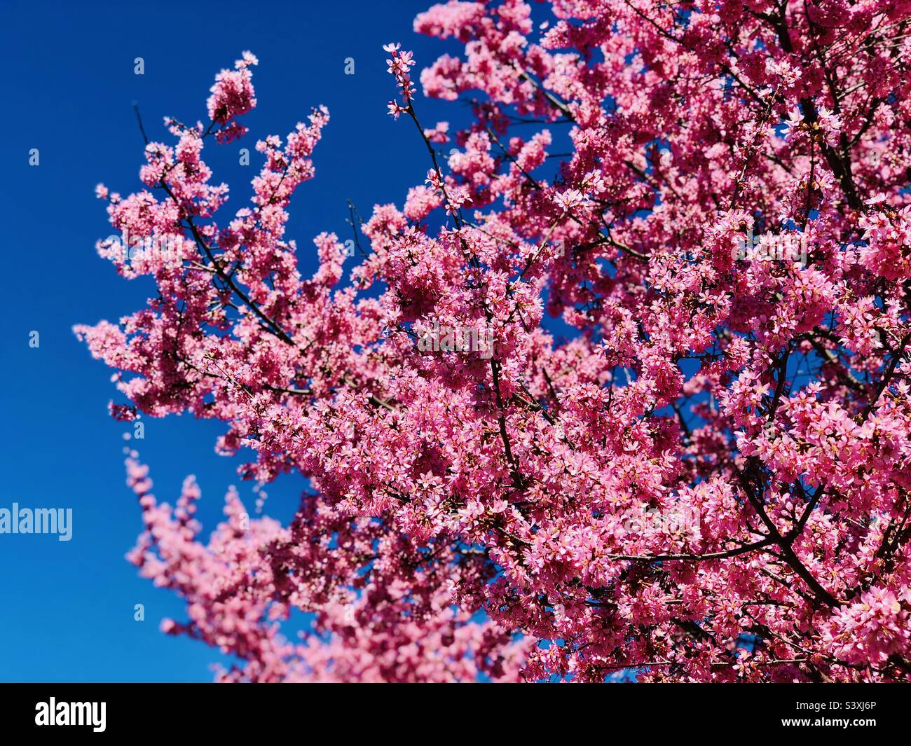 A Cherry Blossom with beautiful blue sky Stock Photo - Alamy
