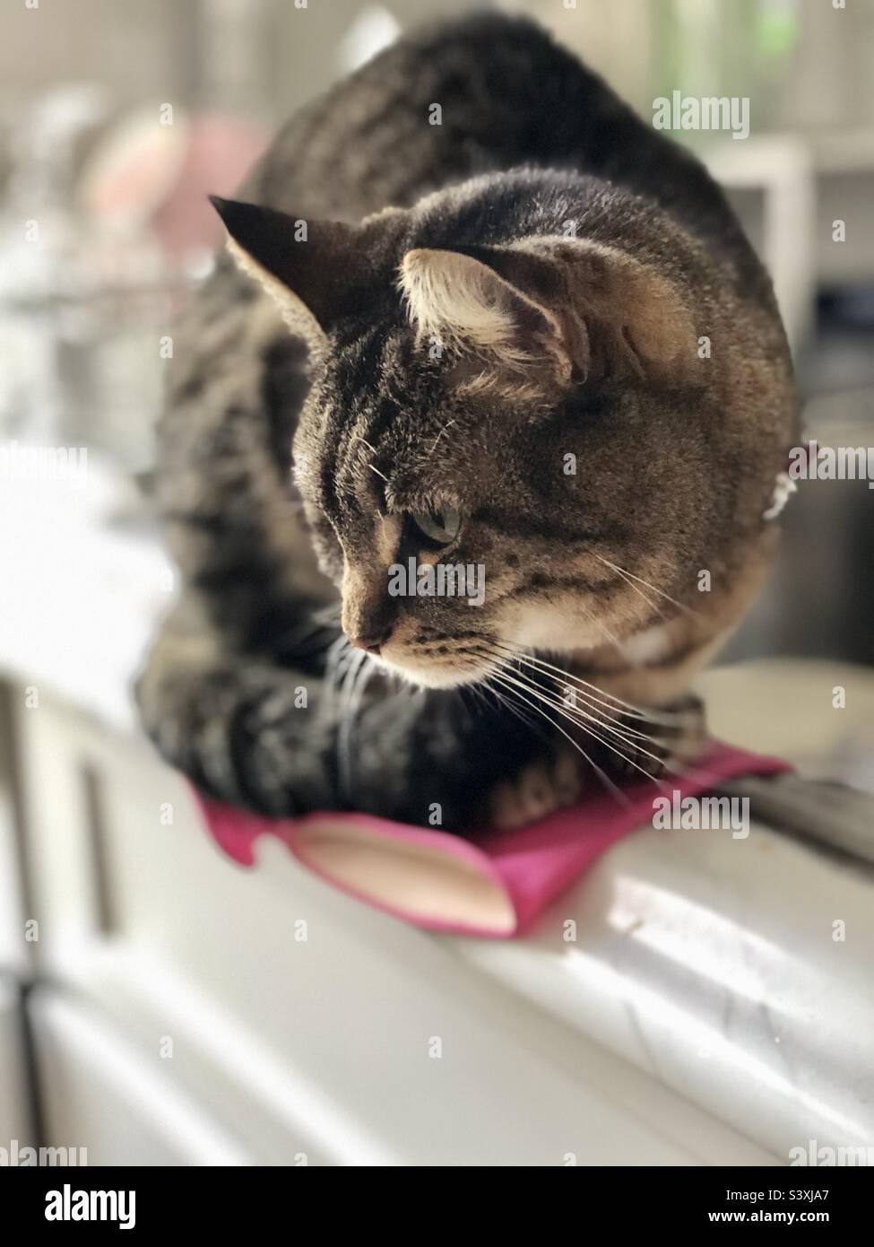 A cat in the kitchen Stock Photo - Alamy