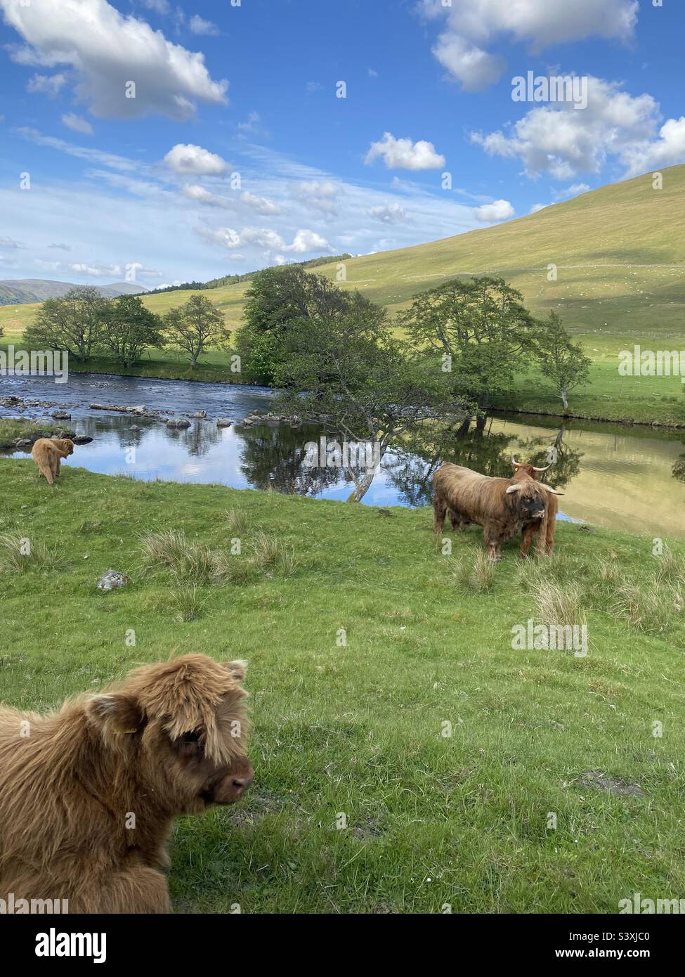 Highland cow river hi-res stock photography and images - Alamy