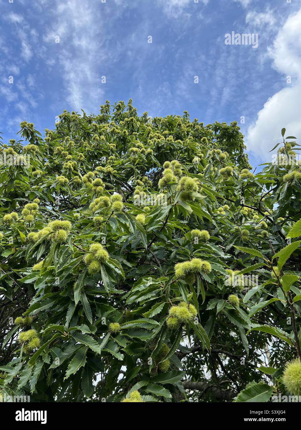 Looking up at lots of Sweet Chestnuts growing wild on a tree in the UK Stock Photo Alamy