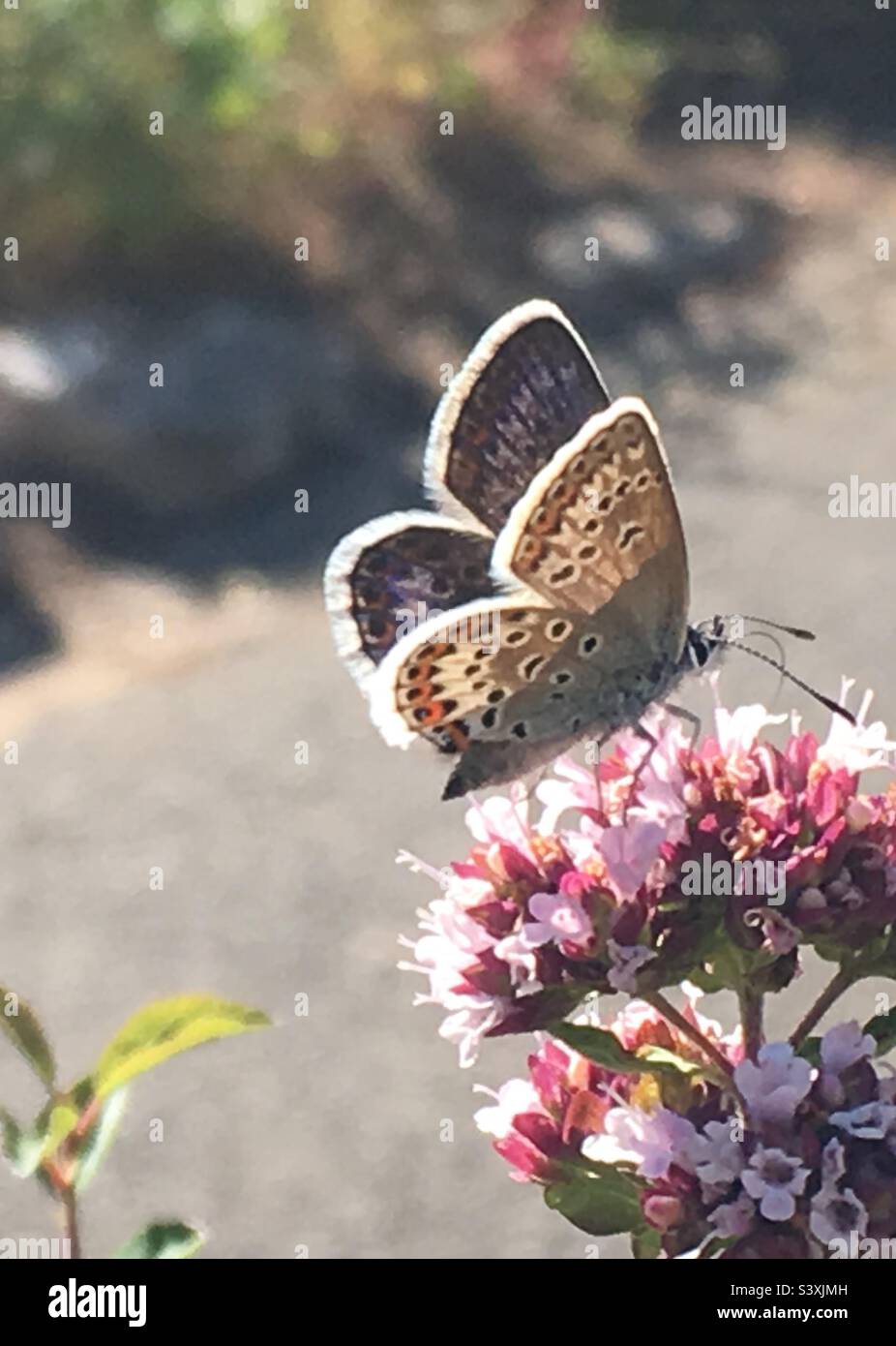 Pretty feeding Butterfly Stock Photo