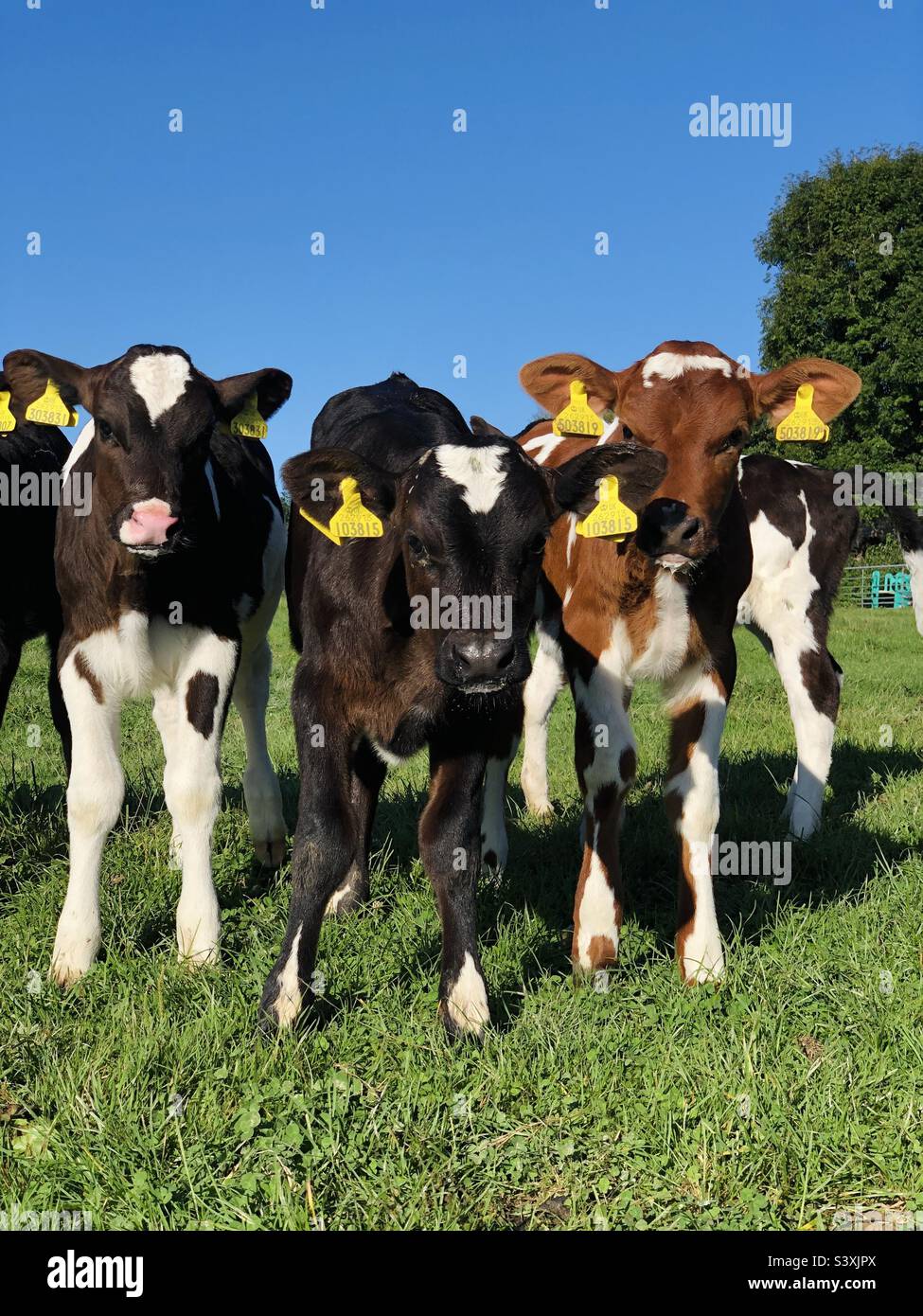 Calf Calfs Hi Res Stock Photography And Images Alamy