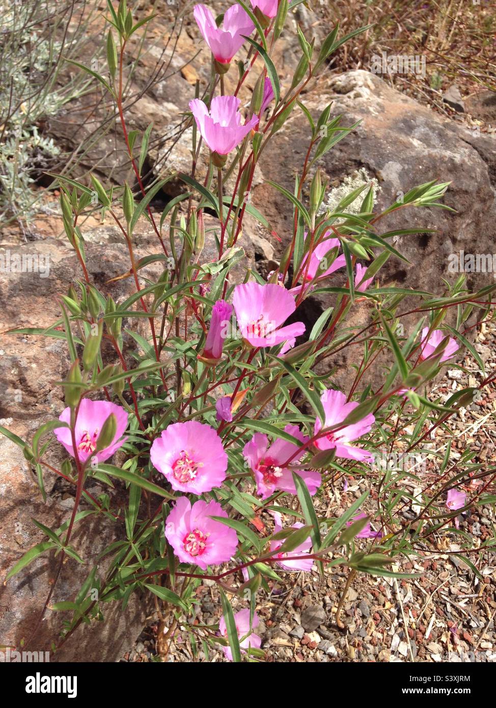 Dainty pink flowers among rocks Stock Photo