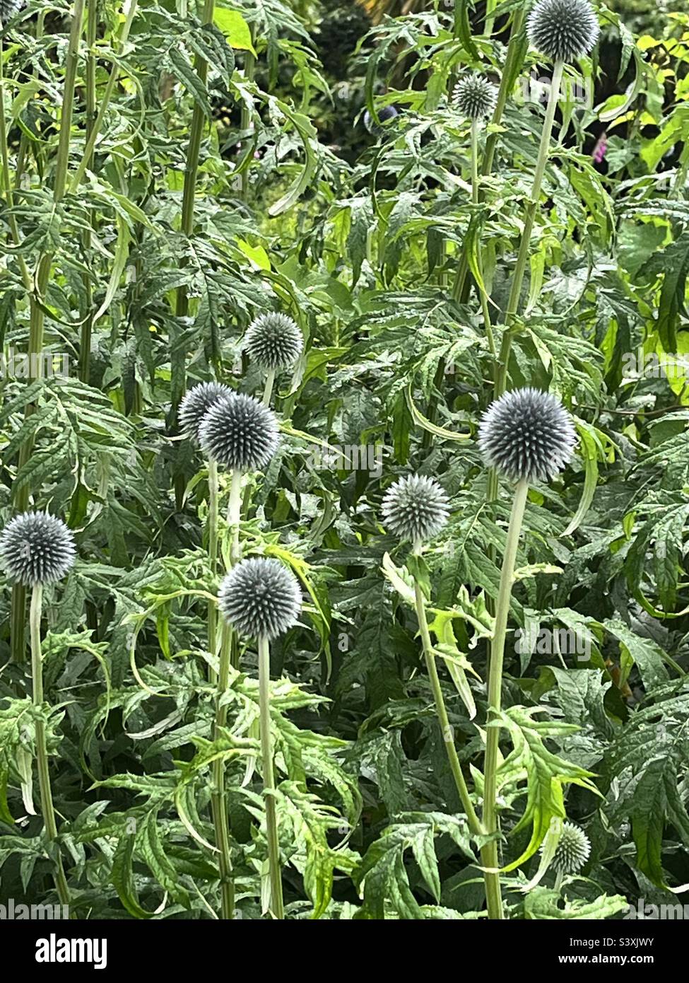 Glandular globe thistle Stock Photo Alamy