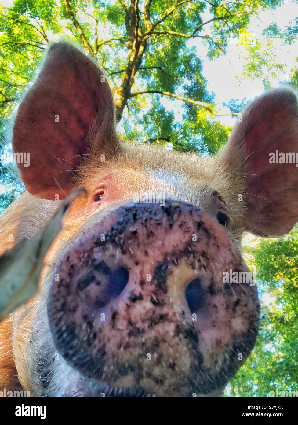 Low angle view of a dirty and muddy pig snout  in a funny animal image - Smartphone Captured Stock Image