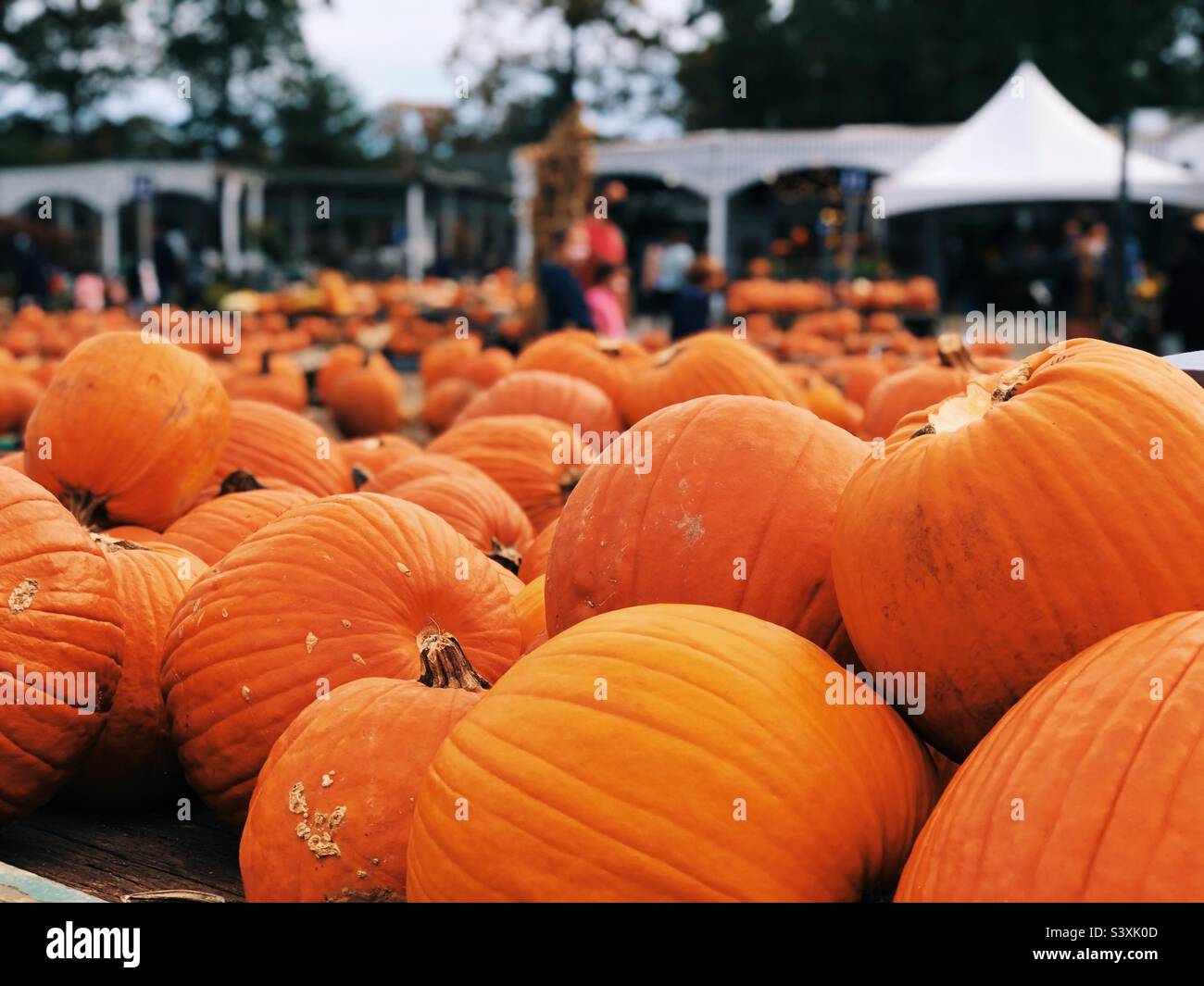 Pumpkins patch - Smartphone Captured Stock Image