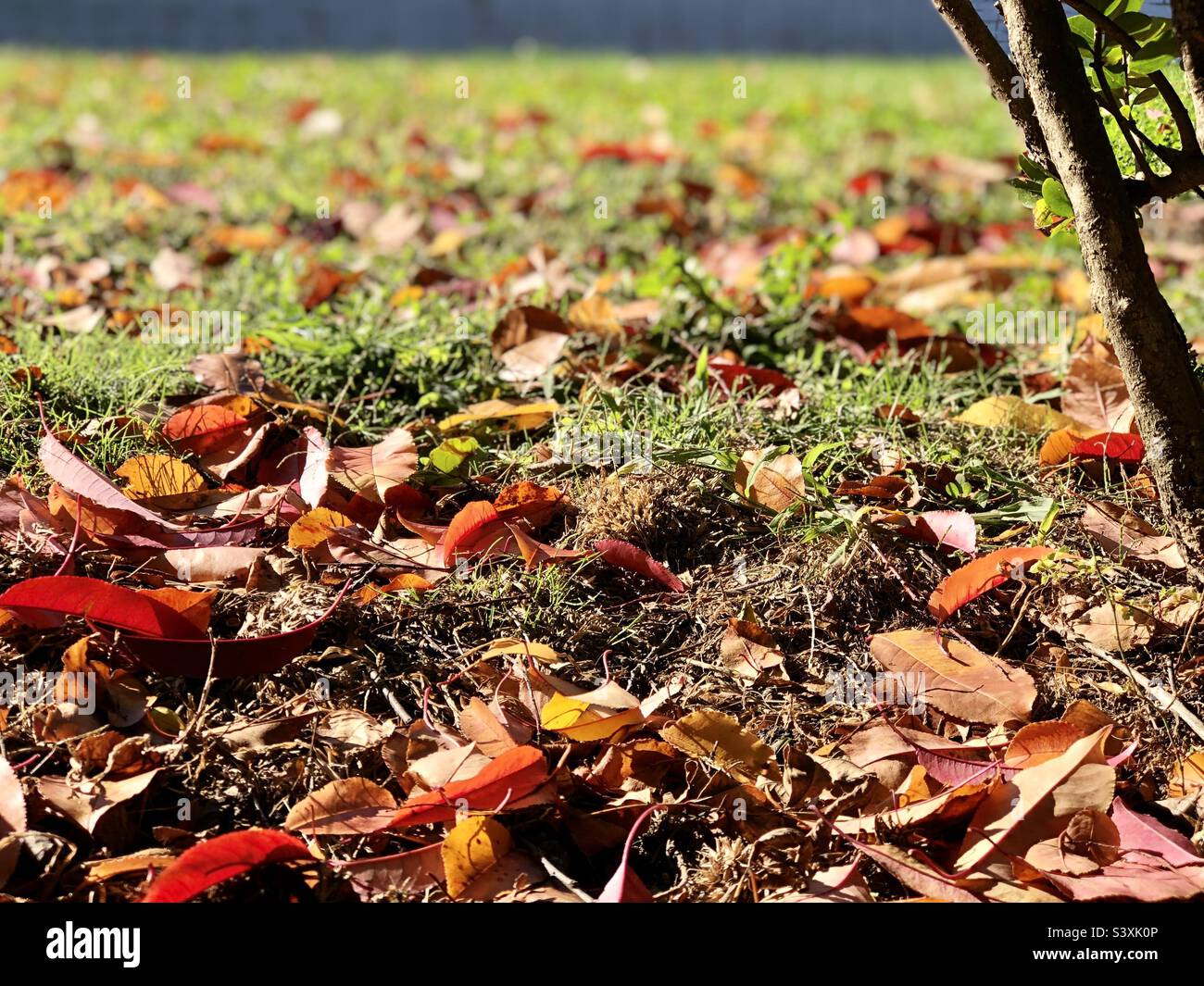 Autumn multi color leaves - Smartphone Captured Stock Image