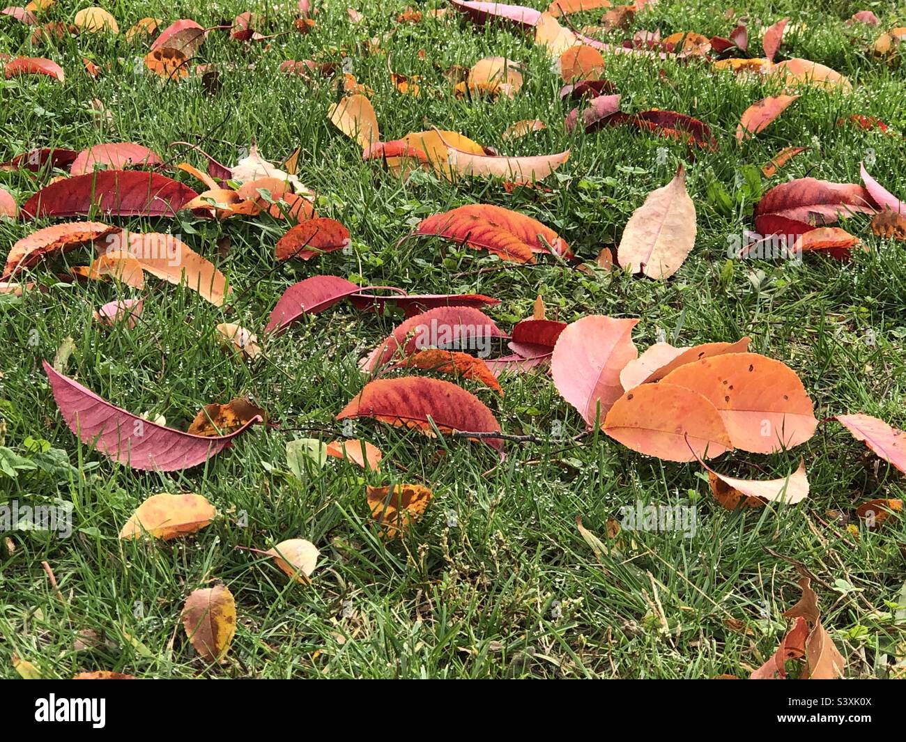 Autumn color in NY - Smartphone Captured Stock Image