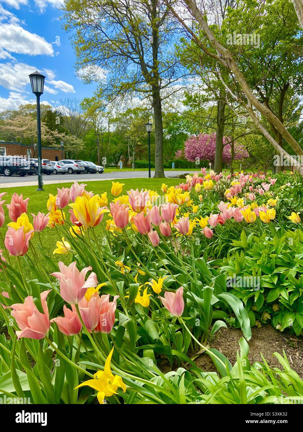Pink tulips blue sky hi-res stock photography and images - Alamy