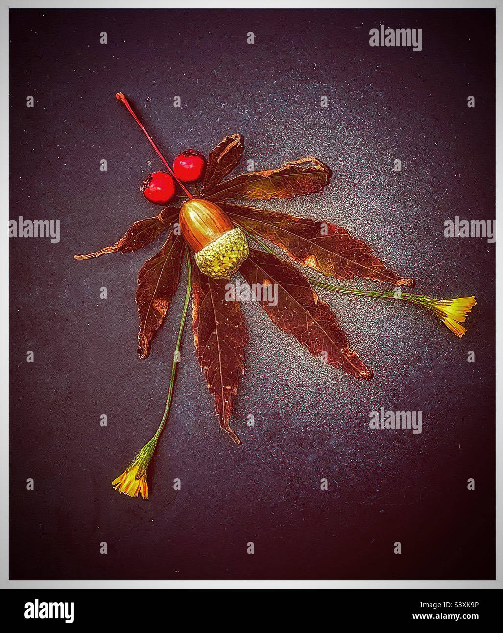 Autumn still life - Smartphone Captured Stock Image