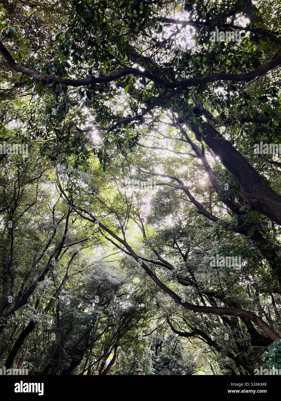 Shrin Tree Shrine trees hi-res stock photography and images - Alamy