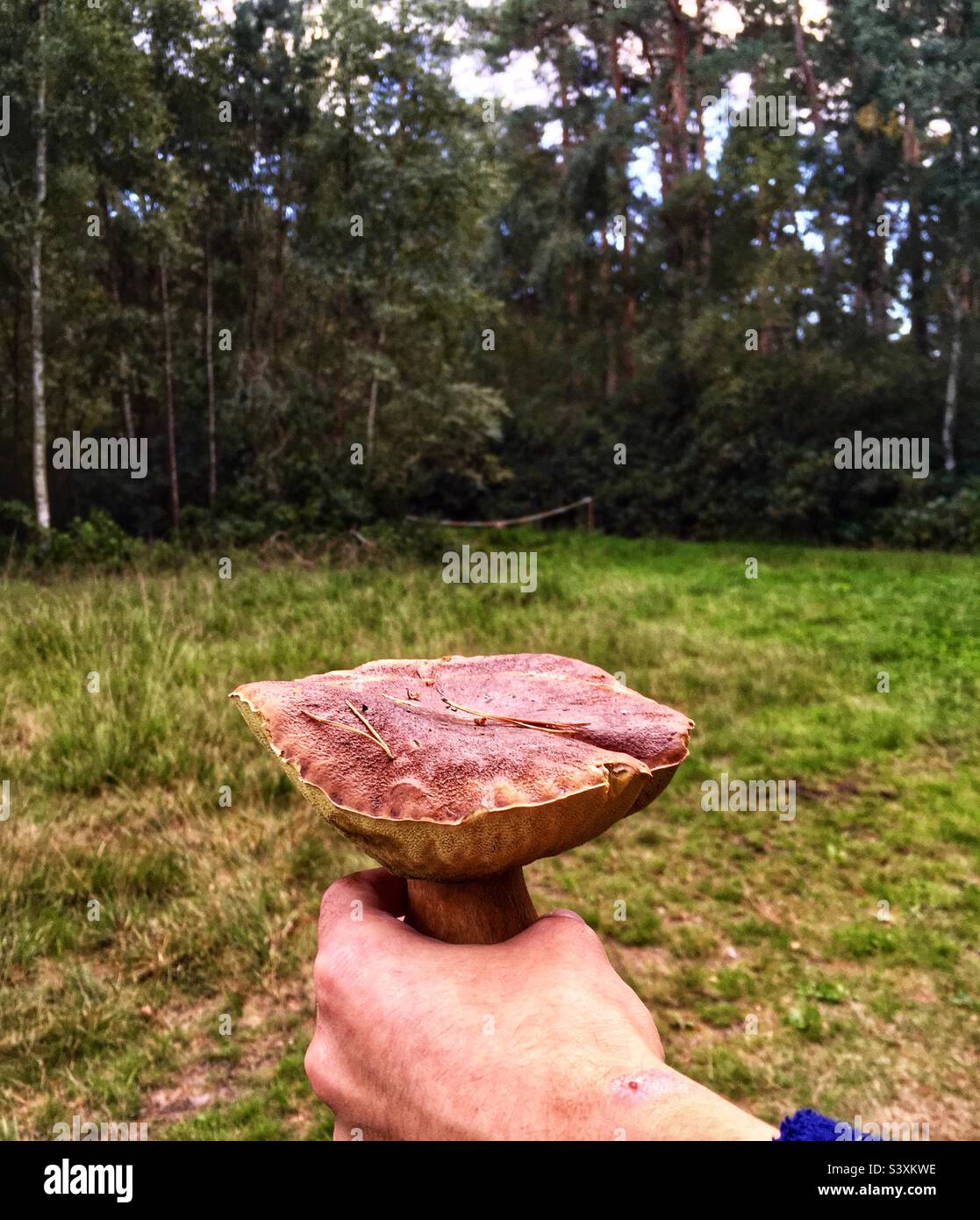 Large Porcini Mushroom picked in the Woods Stock Photo Alamy
