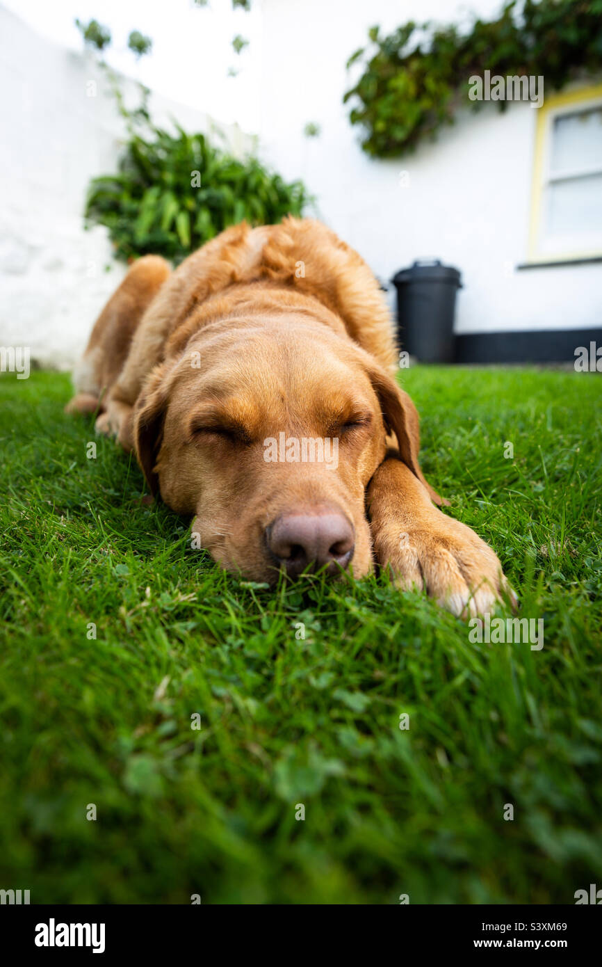 A tired and sleepy Labrador retriever dog with its eyes closed and fast asleep on the lawn and grass of a cottage garden with copy space - Smartphone Captured Stock Image