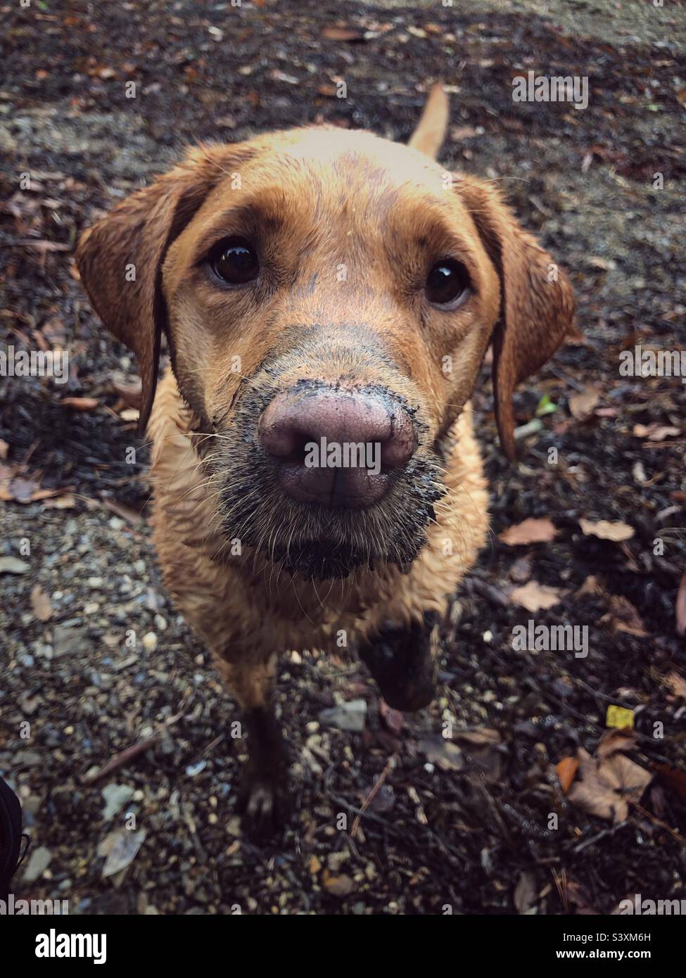 Close-up of the head and nose of a very dirty dog in a mud bath with copy space - Smartphone Captured Stock Image